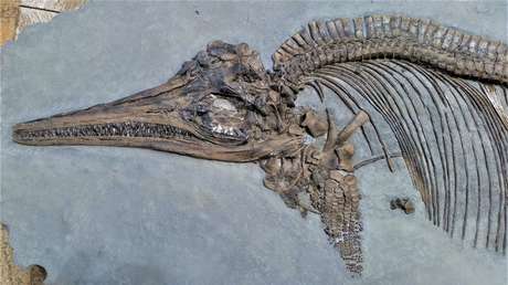 Hallan signos de sangre caliente en uno de los reptiles más misteriosos del Jurásico