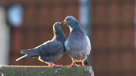 "Tomar las flores por espinas": ONG propone eliminar frases 'antianimales' y la Red la ridiculiza