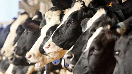 Multitud indignada lincha en la India a un policía tras la matanza de 25 vacas