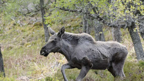 ¿Alguien en casa? Un alce toca el timbre de una casa en Alaska (VIDEO)