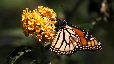 "Han disminuido en un 97%": drástico descenso de la mariposa monarca en California