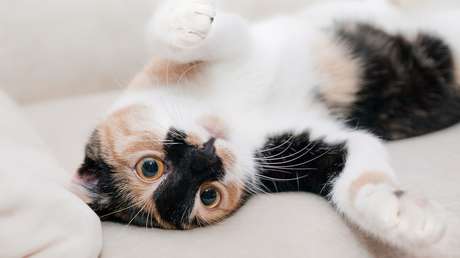 "¿Aún no creen que nos echan de menos?": filma en secreto a su gato cuando está solo (VIDEO)