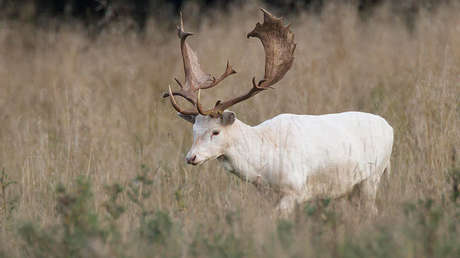 FOTO: Un raro ejemplar de reno blanco es fotografiado en Noruega