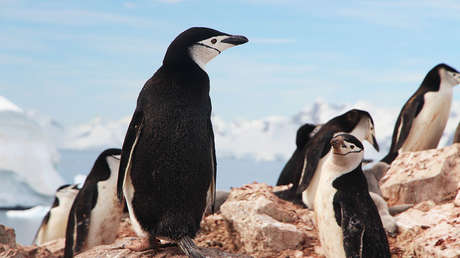 Descubren pingüinos escondidos en la Antártida durante 3.000 años gracias a imágenes por satélite