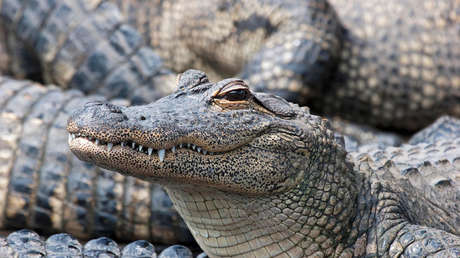 EE.UU.: Creían que los caimanes se lo comieron, pero la verdad sale a flote 18 años después (FOTOS)