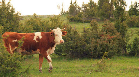 VIDEO: ' Vaca kung fu' derriba a una moticiclista al darle una impresionante patada