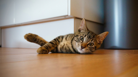 VIDEO: El gato que eligió una cinta de correr para echar una siesta y no piensa rendirse