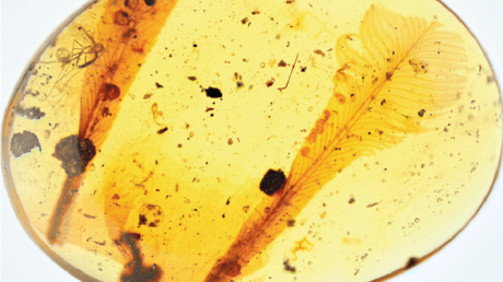 Unas "raras" plumas conservadas en ámbar revelan cómo se defendían las aves del Cretácico