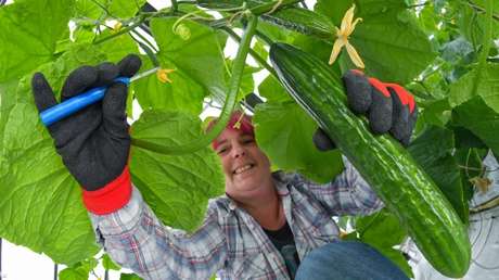 Nuevo triunfo de la inteligencia artificial: Pepinos 'cultivados' por Microsoft ganan concurso