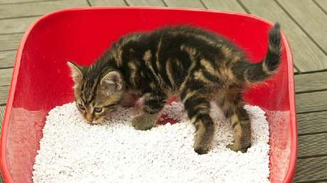 VIDEO: Cansado de que le roben paquetes en su casa deja a los ladrones una caja con sorpresa