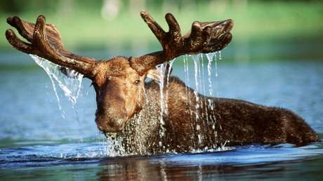 VIDEO: Captan el 'tierno encuentro' de dos alces con los ocupantes de un auto en EE.UU.