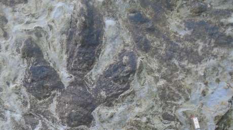 Una colección de huellas de dinosaurios queda al descubierto tras fuertes tormentas
