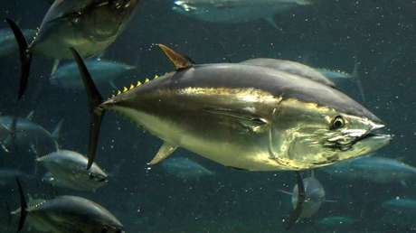 "Una bestia bastante impresionante": Hallan en playa escocesa un atún de 2 metros de largo (FOTOS)