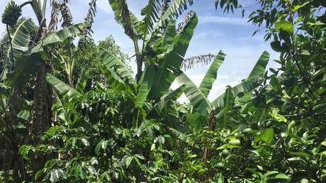 En un oasis cafetero: El sistema que permite producir uno de los mejores granos de Brasil