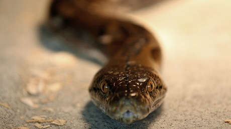 El vientre de una serpiente de coral albergó otra especie desconocida durante 42 años