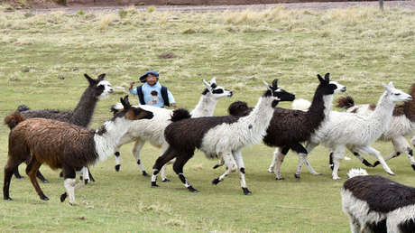 ¿Fin de la cría de alpacas? El riesgo del éxodo de jóvenes del campo a la ciudad en Bolivia