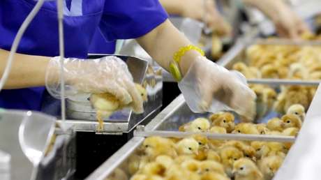 Huevos producidos por método que excluye la matanza de pollos salen a la venta