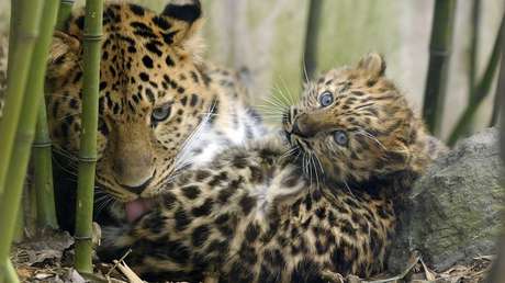VIDEO: Cámaras ocultas graban a unos leopardos en el Lejano Oriente ruso