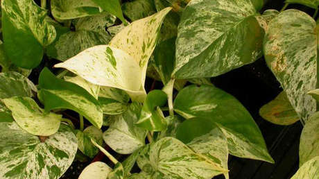 Genes de conejo ayudan a una planta a purificar mejor el aire