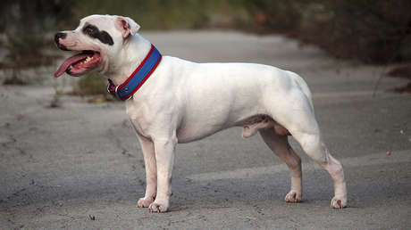 VIDEO: Abandona a su perro en la calle pero este se resiste e intenta detener el auto de su amo