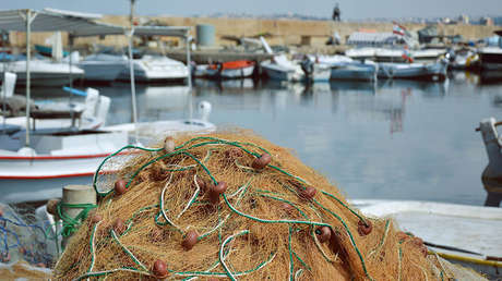 Alerta en el mar: La disminución de plancton podría hacer colapsar la red alimenticia de los océanos