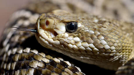 VIDEO: Se llevan el susto de sus vidas al hallar un 'infierno' de 36 serpientes bajo una choza