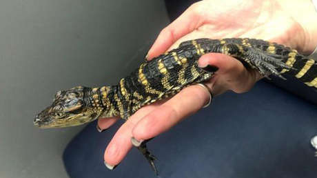 VIDEO: Detenido un ruso que voló de México con una serpiente, tarántulas, alacranes y 32 cocodrilos