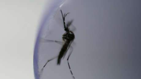 Riesgo inminente de dengue en Brasil: ¿Cómo se comporta el mosquito 'Aedes aegypti'?