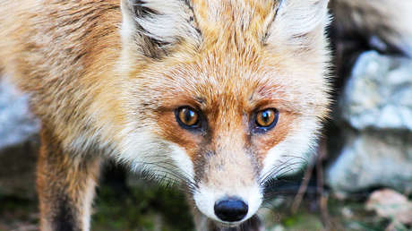 Indignación en España por un cazador que torturó a un zorro hasta la muerte y lo difundió por video