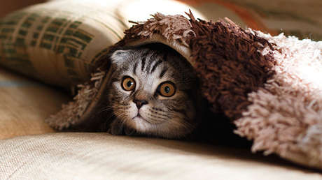 FOTOS: Gatos que no quieren ir al veterinario dan una 'masterclass' sobre cómo evitarlo