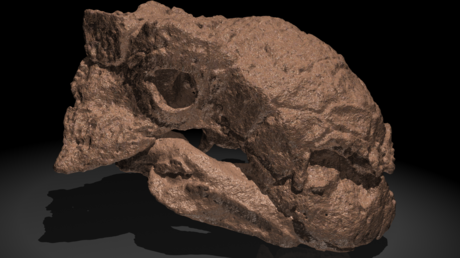 FOTOS, VIDEO: Descubren que dinosaurios con armadura llevaban un 'climatizador' en el hocico