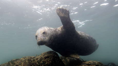 FOTO: Hallan una cría de foca durmiendo sobre una botella de plástico en una playa
