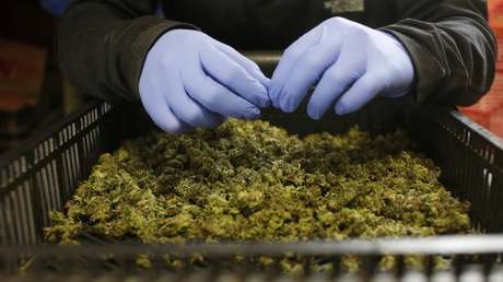 La potencia del cannabis se ha duplicado en Europa durante la última década