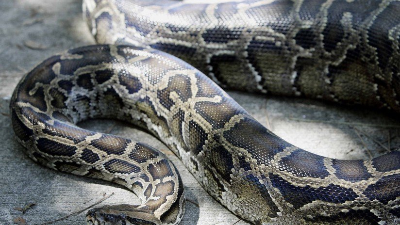 VIDEO: Graban a 10 sapos a lomos de una pitón de más de tres metros durante una tormenta