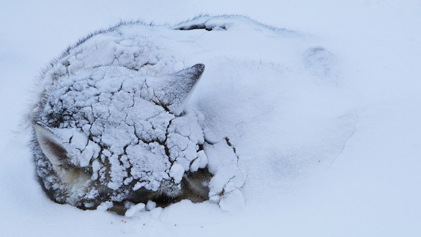 FOTOS: Pato abriga con sus alas a un cachorro que estaba a punto de morir congelado