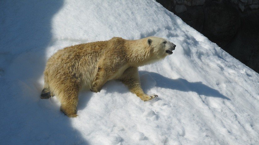 VIDEO: Dan de comer un pájaro a un oso, pero ¿intenta revivirlo?