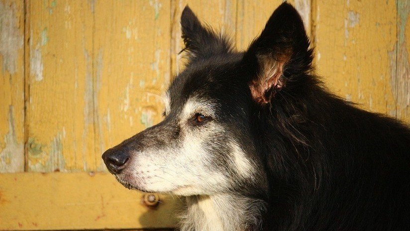 Karma instantáneo: Un hombre ebrio patea un perro y se lastima la cabeza (VIDEO)