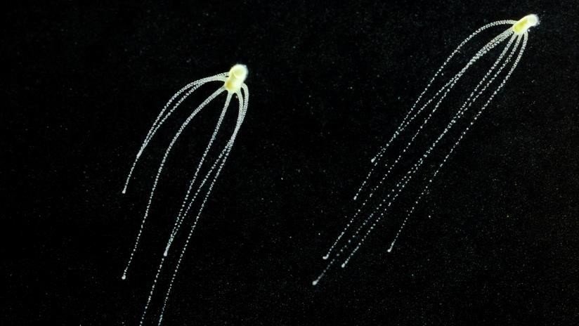 Científicos inhiben un gen de una hidra y obtienen 'monstruos' multicabeza