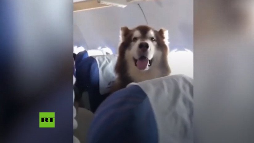 VIDEO: Este tierno pasajero aéreo de cuatro patas causa furor en China 