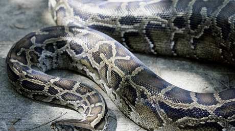 VIDEO: Graban a 10 sapos a lomos de una pitón de más de tres metros durante una tormenta