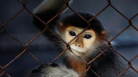 Condenan a una egipcia a tres años de prisión por "acosar sexualmente" a un mono