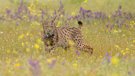 300 plomos de escopeta: Acribillan en España a uno de los felinos en mayor peligro de extinción