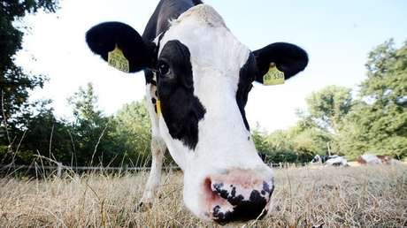 VIDEO: Una vaca escapa de un matadero en EE.UU. y pare en un refugio