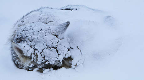 FOTOS: Pato abriga con sus alas a un cachorro que estaba a punto de morir congelado