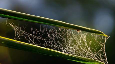 VIDEO: Creía que filmaba un animal dormido pero la naturaleza le deparaba una sorpresa