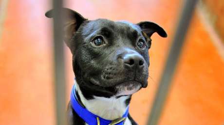 "Por favor, cuiden a Sky": Abandona a su perrita con un mensaje conmovedor por quedarse sin hogar