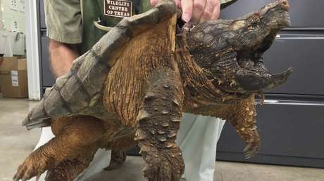 Absuelven en EE.UU. al maestro que dio de comer un cachorro a una tortuga frente a sus alumnos