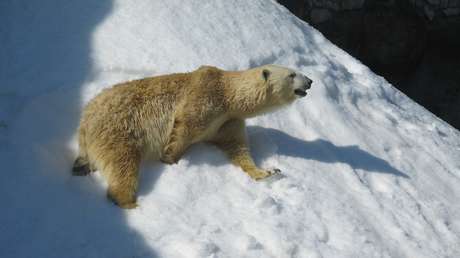 VIDEO: Dan de comer un pájaro a un oso, pero ¿intenta revivirlo?