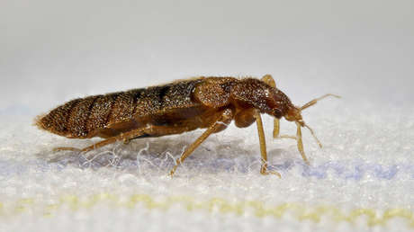 ¿Plaga a la vista? Turistas alertan del aumento de chinches en EE.UU. y en Europa