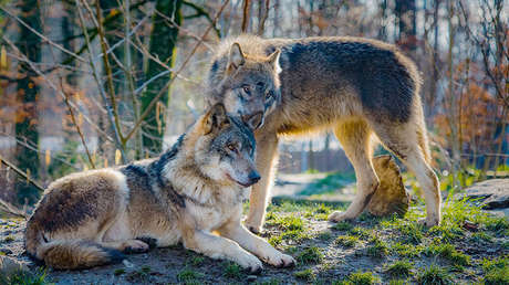 Científicos hallan una "fórmula genética universal" que determina la monogamia